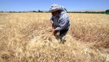 مصدر حكومي: سوريا تشتري 900 ألف طن من القمح المحلي في الموسم الحالي