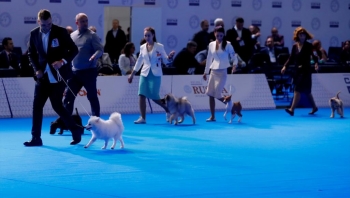 9 آلاف مشارك من 34 دولة.. ملك جمال الكلاب في روسيا
