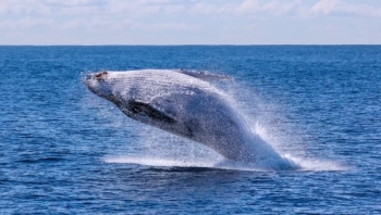 ماهي حقيقة صوت "الحوت الأزرق" المنتشر بوسائل التواصل؟
