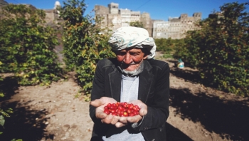اليمنيّون يعودون لسيرة آبائهم الأولين.. يقتلعون "القات" ويزرعون البُنّ مكانه، هل يعود اليمن موطناً للذهب الأسود؟