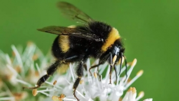 "النحل ينقرض".. هل تلك هي نهاية البشرية؟