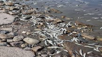 هيئة حماية البيئة توضح إن نفوق الأسماك في عدن ليس ناتجا عن تلوث بيئي