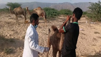 المهرة .. حملة بيطرية مجانية في حصوين تعالج المواشي وتوعي المربين