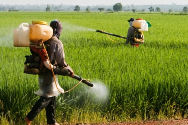 تحذيرات من المبيدات الزراعية المهربة خطر قاتل يصيب المزارع والمستهلك اليمني