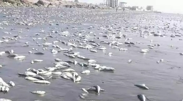 عزوف عن شراء الأسماك في عدن بعد شائعة تسممها.. والصيادون يخسرون