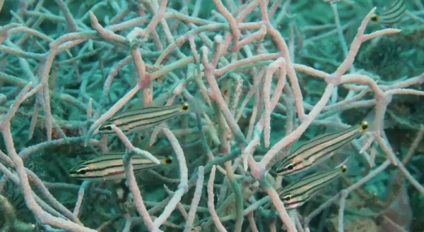 الموجات البحرية الحارة تضر أسماك الشعاب المرجانية