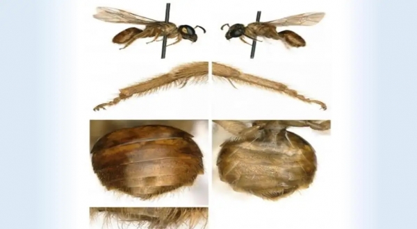 نصفها ذكر والآخر أنثى.. العثور على أول نحلة مزدوجة الجنس