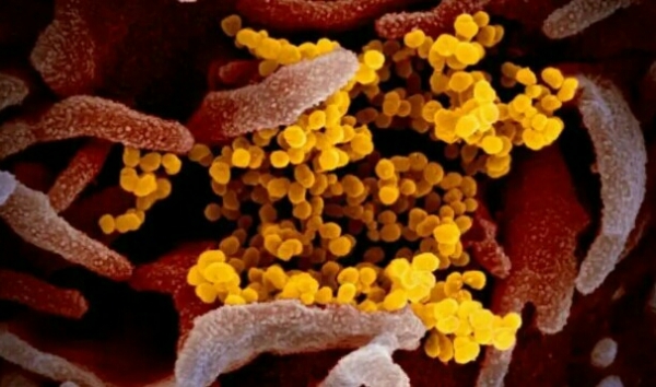 انتشار سلالة جديدة من فيروس «كورونا» جنوب شرقي آسيا