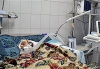 40 منظمة تطالب بتحقيق دولي في الكارثة التي تعرض لها أطفال السرطان في صنعاء