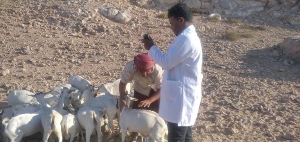 المهرة ..مكتب الزراعة بالمهرة ينفذ حملة بيطرية في مديرية حات المهرة ..مكتب الزراعة بالمهرة ينفذ حملة بيطرية في مديرية حات