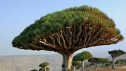 مسؤول يمني يتهم الإمارات بتهريب أشجار نادرة من سقطرى